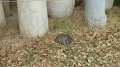 Kerameikos cat 3